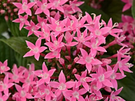 Пентас ланцетовидный