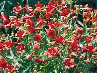 Дельфиниум голый (Fox)