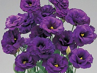 Лизиантус (Эустома) крупноцветковый (Super Magic F1)