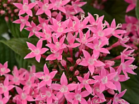 Пентас ланцетовидный (Lucky Star F1)