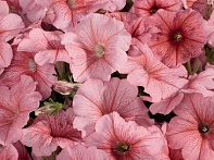 Петуния многоцветковая