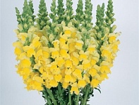 Львиный зев (Антирринум) большой (Cool F1)