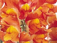 Львиный зев (Антирринум) большой (Solstice F1)