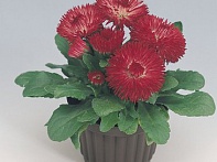 Маргаритка многолетняя