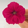 Петуния ампельная гибридная (Petunia х hybrida)