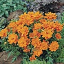 Космея сернисто-желтая (Cosmos sulphureus)
