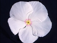 Катарантус розовый (Ocean F1)