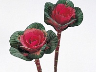 Декоративная капуста (Sunset)