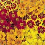 Бархатцы отклоненные (Tagetes patula)