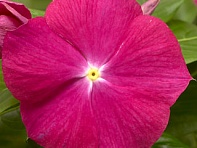 Катарантус розовый (Cora XDR F1)