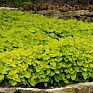Колеус гибридный (Coleus х hybrida)
