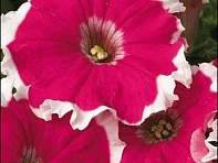 Петуния многоцветковая бахромчатая (Kaliffo F1)