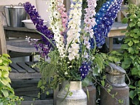 Дельфиниум гибридный (Benary's Pacific)