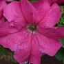 Петуния крупноцветковая (генетически компактная) (Petunia grandiflora)