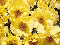 Портулак крупноцветковый (Sundial F1)