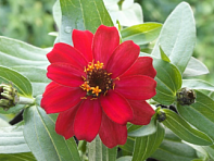 Цинния изящная (Belize)