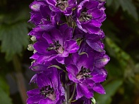 Дельфиниум высокий (генетически компактный) (Delphina)