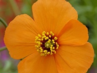 Стиломекон разнолистный (Copper Queen)