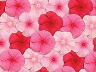 Катарантус розовый (Pacifica XP)