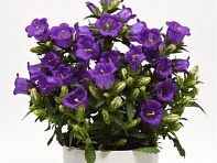 Колокольчик средний (Campanella F1)