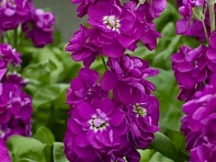 Левкой седой (Opera) Левкой седой (Opera)