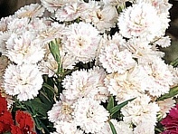 Гвоздика турецкая (Dynasty F1)