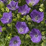 Колокольчик карпатский (Campanula carpatica)