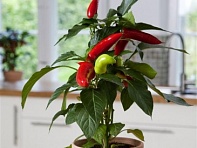 Перец летний (Adobo)