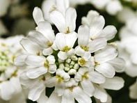 Иберис вечнозеленый (Whiteout)