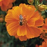 Космея сернисто-желтая (Cosmos sulphureus)