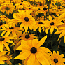 Рудбекия волосистая (Rudbeckia hirta) Рудбекия волосистая (Rudbeckia hirta)