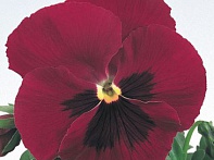 Виола виттрока