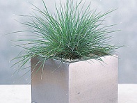 Овсяница сизая (Elijah Blue)