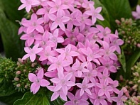 Пентас ланцетовидный (Lucky Star F1)