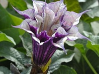 Дурман индийский (Ballerina)