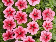 Петуния мелкоцветковая (Karlik F1)