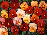 Виола Виттрока