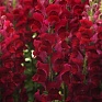Львиный зев (Антирринум) большой (Antirrhinum majus)