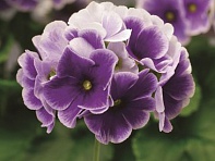 Примула обратноконическая (Libre F1)