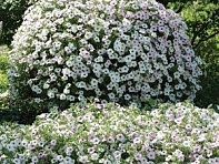 Петуния ампельная гибридная (Tidal Wave F1)