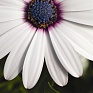 Остеоспермум Эклона (Osteospermum eclonis)