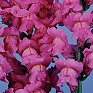 Львиный зев (Антирринум) большой (Antirrhinum majus)