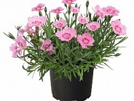 Гвоздика серовато-голубая (RoseQuartz) Гвоздика серовато-голубая (RoseQuartz)