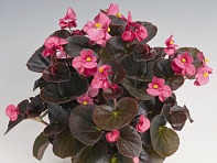 Бегония вечноцветущая (бронзовая листва) (Cocktail — Tequila F1)