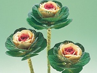 Декоративная капуста (Crane F1)