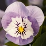 Виола рогатая (Viola cornuta)