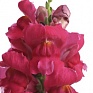 Львиный зев (Антирринум) большой (Antirrhinum majus)