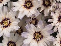 Катананхе голубая ()