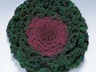 Декоративная капуста (Kamome F1)