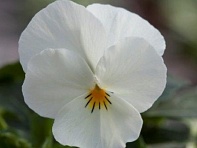 Виола рогатая (Bel Viso F1)